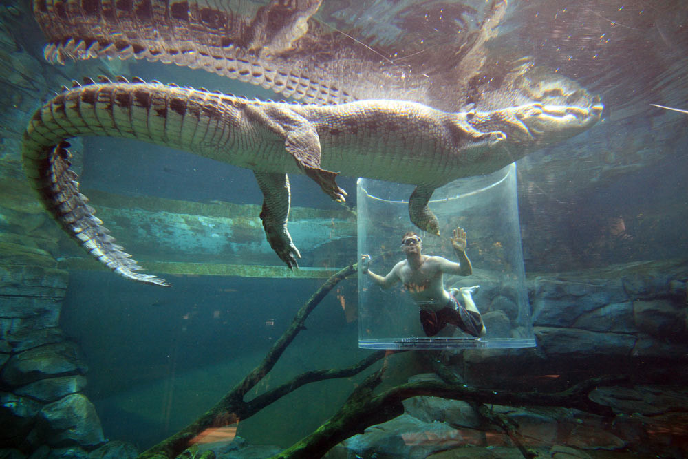 Thám hiểm bơi lội trong lồng “tử thần” với cá sấu 